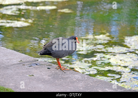 Altrosa Teichhuhn (Gallinula Tenebrosa) am Rande eines Teiches Park, Sydney, Australien, Stockfoto