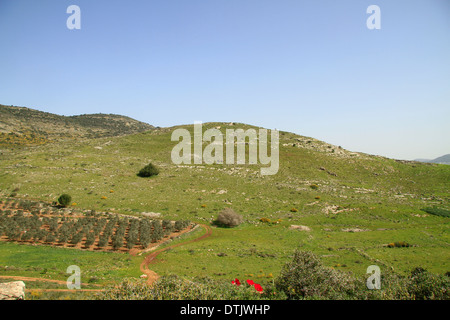 Israel, unteren Galiläa Hurvat Cana Ort der alten Cana Beit Netofa Tal Stockfoto