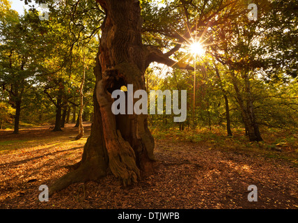 Sonnenlicht durch die Bäume in Sherwood Forest Trees Edwinstowe Mansfield Nottinghamshire England GB Europa Stockfoto