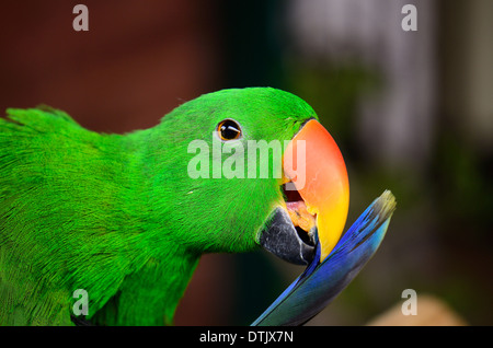 schöne männliche Edelpapagei (Eclectus Roratus) als Haustier Stockfoto