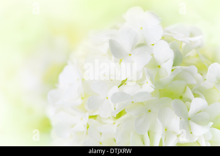 Weiße Hortensie Stockfoto