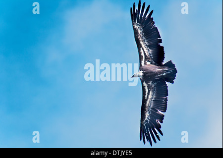 Europa, Frankreich, Var, regionalen natürlichen Parks von Verdon, Gorges du Verdon. Falken im Flug. Stockfoto