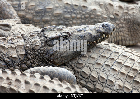 Krokodile auf Antananarivo Crocodile Farm Stockfoto