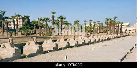 Luxor-Tempel: Blick auf Avenue von Sphinxen Nektanebos Stockfoto