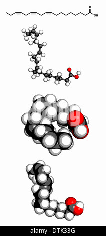 Ungesättigten Omega-3-Fettsäure (Alpha-Linolensäure) Molekül. Stockfoto