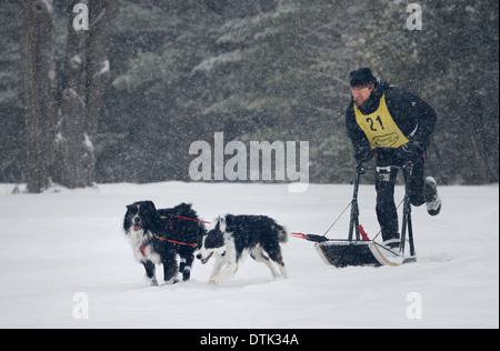 Intensive Musher im Schneesturm treibt Schlitten an zwei Hundeschlitten-Rennen in Marmora Snofest Ontario Kanada Stockfoto