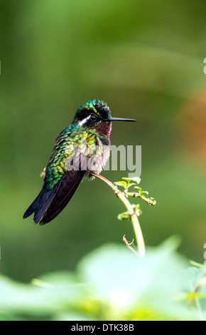Lila-throated Mountaingem Lampornis Calolaemus Kolibri ruht auf Baum Monteverde Costa Rica Stockfoto