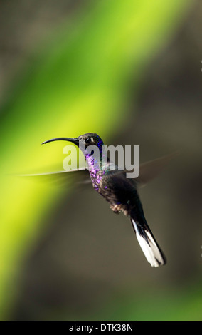 Violette Sabrewing Kolibri Campylopterus Hemileucurus Monteverde Costa Rica Mittelamerika Stockfoto