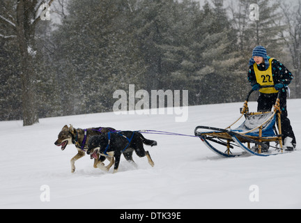 Junges Mädchen Racer in zwei Hundeschlitten-Rennen in Marmora Snofest in einem Schneesturm Ontario Kanada Stockfoto