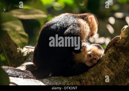 White-faced Kapuziner Pflege Cebus Capucinus Manuel Antonio National park Costa Rica Stockfoto