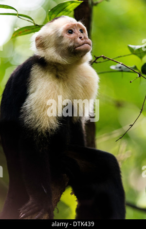 White-faced Kapuziner Cebus Capucinus Manuel Antonio National park Costa Rica Stockfoto