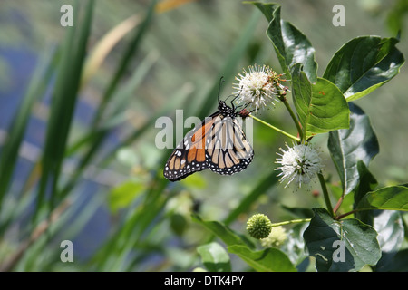 Ein wunderschöner Monarchschmetterling bietet einen kleinen Orangengeschmack in einem natürlichen grünen Garten. Stockfoto