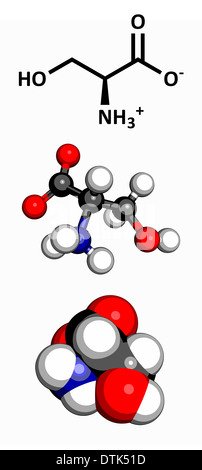 Aminosäure Serin (Ser, S), molekulare Modell. Aminosäuren sind die Bausteine der Proteine. Drei Darstellungen. Stockfoto