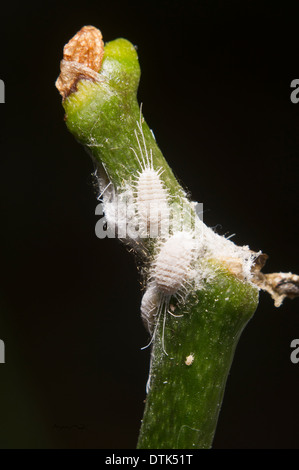 Wollläuse Stockfoto