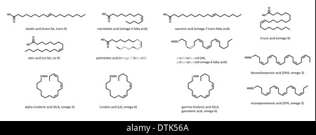 Ungesättigte Fettsäuren (Set): Elaidic, Myristoleic, Vaccenic, Erucasäure, Ölsäure, Palmitolein, Arachidonsäure, Alpha-Linolensäure, etc. Stockfoto