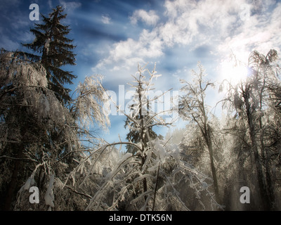 Sonne Strahlen durch gefrorenen Äste fallen ein. Stockfoto