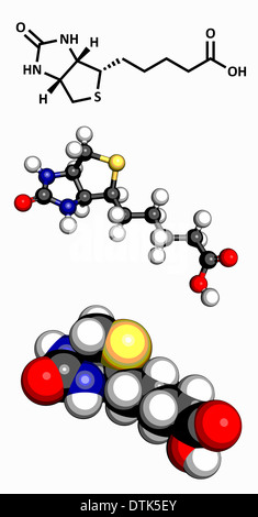 Vitamin B7 (Biotin)-Molekül. Drei Darstellungen: 2D Skelettformel, Kugel-und-Peitsche-3D-Modell, raumfüllende 3D-Modell. Stockfoto