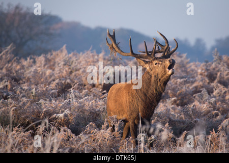 Frostigen Wintermorgen Richmond Park Stockfoto