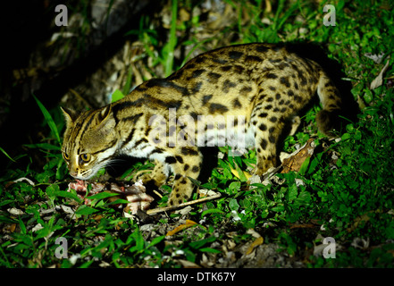 schöne Leopard-Katze (Prionailurus Bengalensis) in Thai Wald Stockfoto