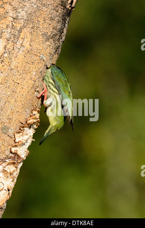 schöne Kupferschmied Barbet (Megalaima Haemacephala) am Haus Loch Stockfoto