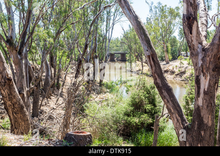 Niedriger erreichen des Campaspe River und River Gum Eukalyptus, in der Nähe von Rochester, Victoria, Australien Stockfoto