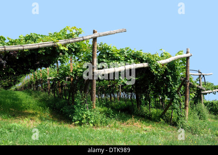 Weinberg in der Südtiroler Wein Straße in der Nähe von Bozen. Stockfoto