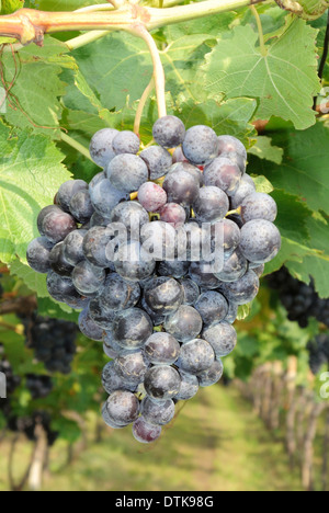 Trauben der Sorte Blauburgunder von Girlan in Südtirol in der Nähe von Bozen. Stockfoto