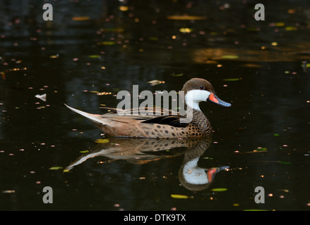 schöne rot-billed Krickente (Anas Erythrorhyncha) ruht auf dem Wasser Stockfoto