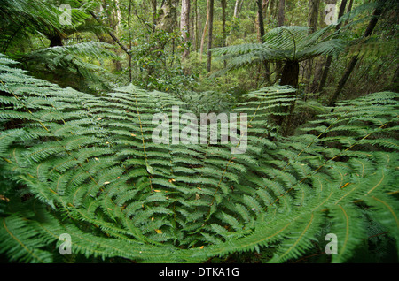 Baum-Farn Südinsel Neuseeland Stockfoto