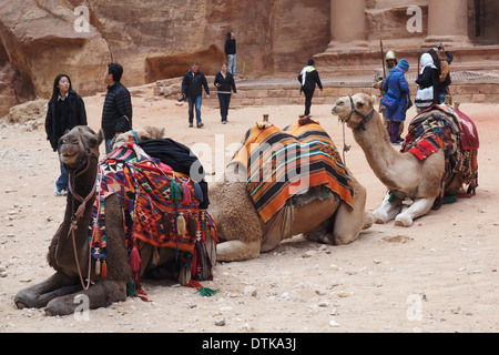 Drei Kamele vor Al Khazneh Treasury bauen Petra Jordan zum UNESCO-Weltkulturerbe Stockfoto