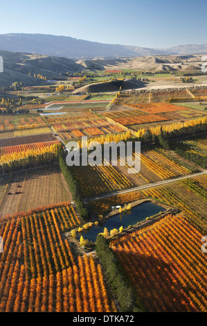 Obstgarten und Pappeln, Ripponvale, in der Nähe von Cromwell, Central Otago, Südinsel, Neuseeland - Antenne Stockfoto