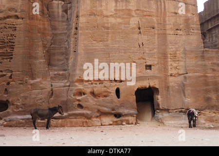 zwei Esel neben einem Nabatäer Grab von Petra Jordanien ein UNESCO-Weltkulturerbe Stockfoto