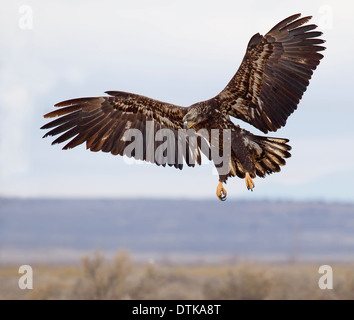 Juvenile kahlen Adler im Flug Stockfoto
