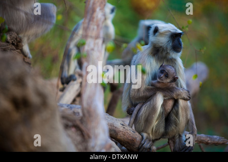 Schwache Mutter mit einem Baby in ihren Armen auf einem Baum in einem dichten Dschungel, im corbett Nationalpark uttarakhand Stockfoto