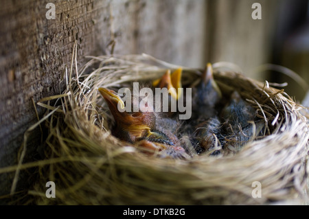 Ein Nest von Baby Robins Turdus migratorius Stockfoto