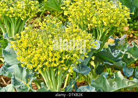 Blüte der Blumenkohl Stockfoto