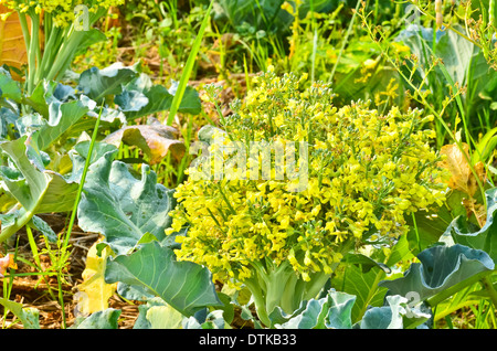 Blüte der Blumenkohl Stockfoto