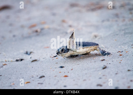 Baby Grünen Meeresschildkröte (Chelonia Mydas) auf seinem Weg zum Meer. Genommen auf Amelia Island in Florida. Stockfoto