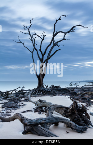 Treibholz und abgestorbene Bäume auf Blackrock Beach, Big Talbot Island, Florida Stockfoto