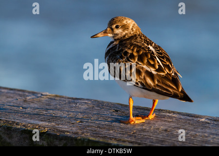 Ruddy Steinwälzer (Arenaria Interpres) stehend auf einem Geländer. Stockfoto