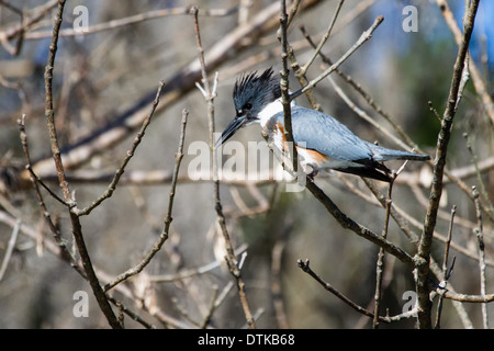 Weibliche Belted Eisvogel (Megaceryle Alcyon) sitzt in einem Baum. Stockfoto