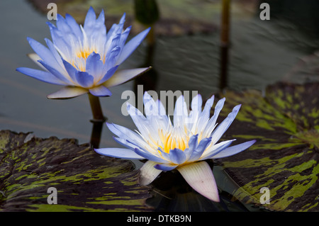 Zwei blaue Lotusblumen in einem Teich Stockfoto