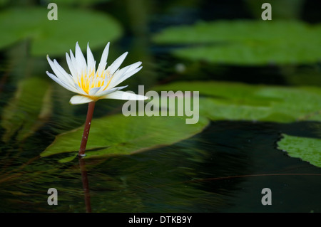 Einzelne Wildwasser Lilly im Teich Stockfoto