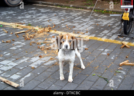 Eine gesperrte verlieren Freiheit Hund Stockfoto