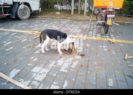 Eine gesperrte verlieren Freiheit Hund Stockfoto