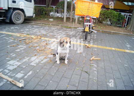 Eine gesperrte verlieren Freiheit Hund Stockfoto