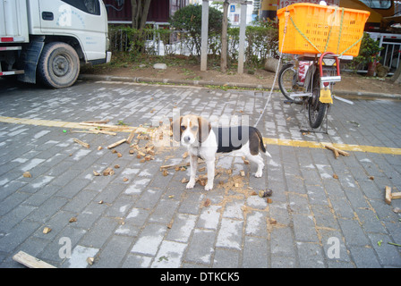 Eine gesperrte verlieren Freiheit Hund Stockfoto