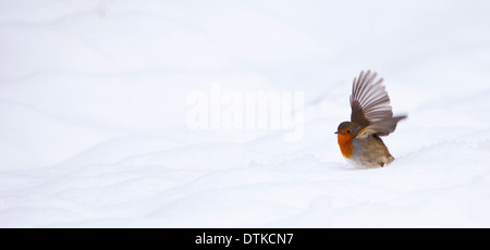 Robin in verschneiter Landschaft fliegen Stockfoto