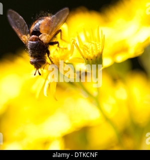 Extreme Nahaufnahme von fliegen, die gelbe Blume gehockt Stockfoto