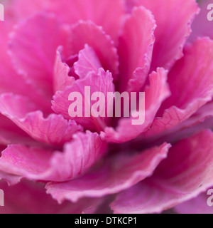 Nahaufnahme von rosa Kohl Pflanze Stockfoto